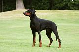 DOBERMANN 1219